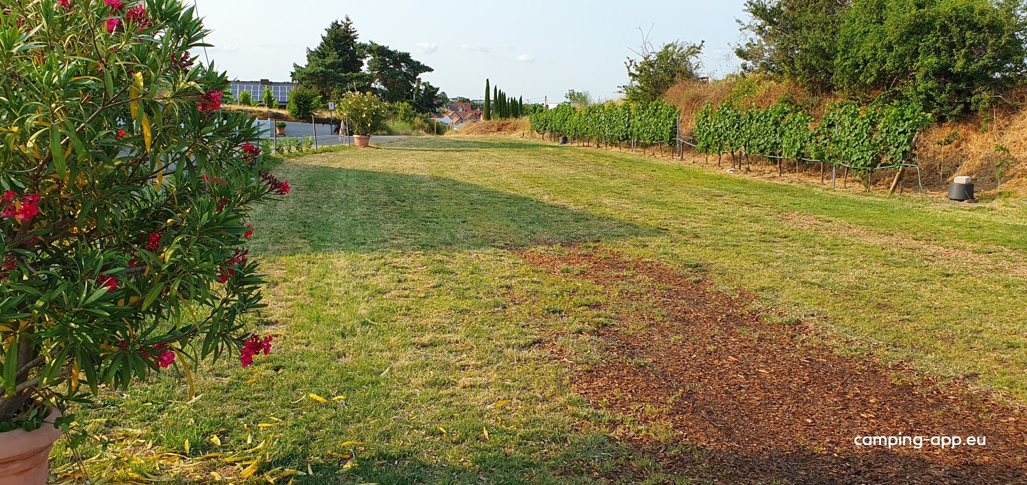 Weingut Henninger Kallstadt — Fotoğraf 2