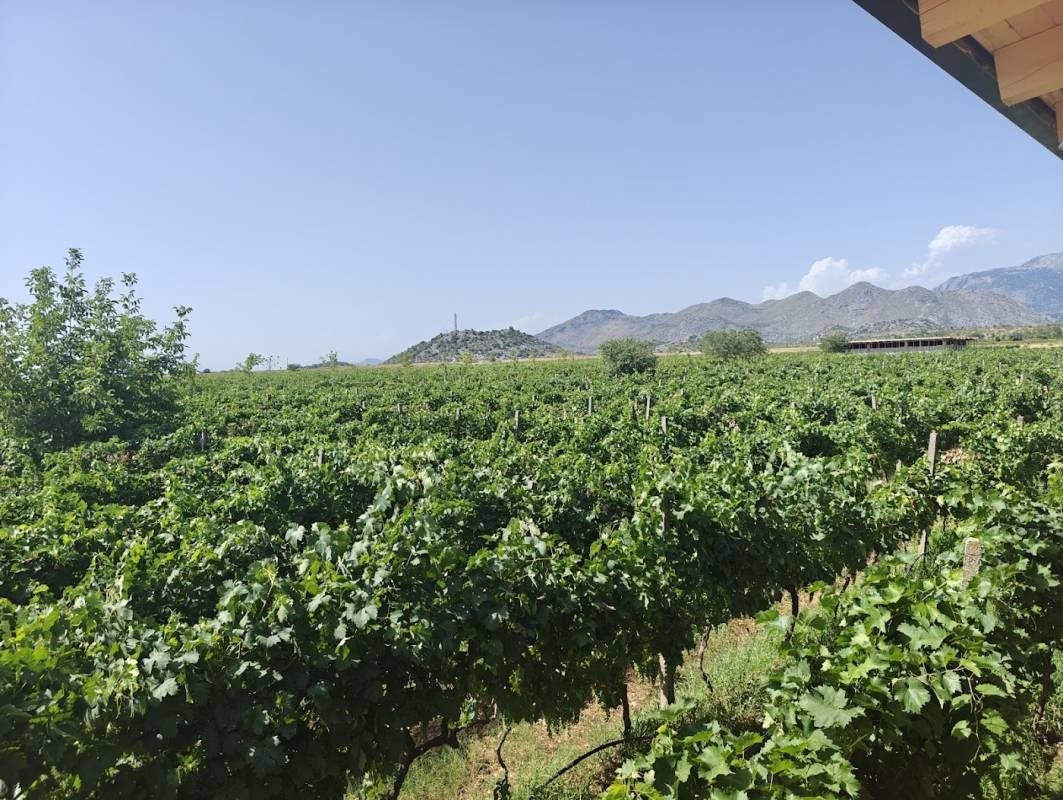 Kantina Mani / Mani Winery and Campsite, Albanien — Weingut in Gruemirë