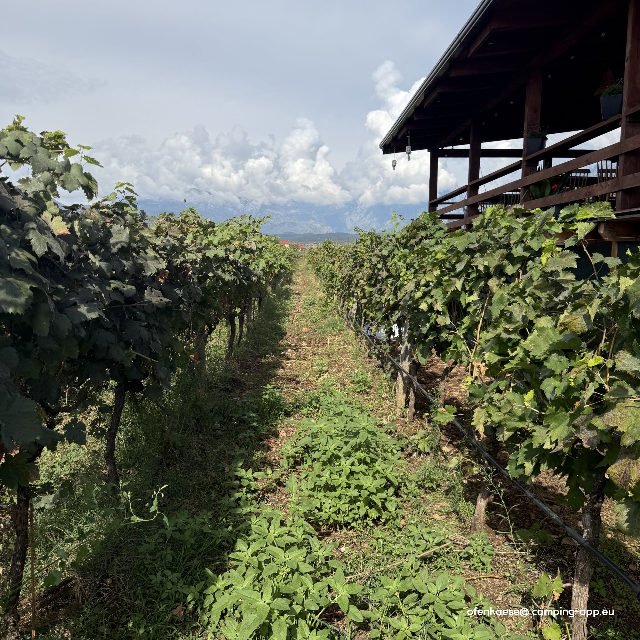 Kantina Mani / Mani Winery and Campsite, Albanien — Photo 5