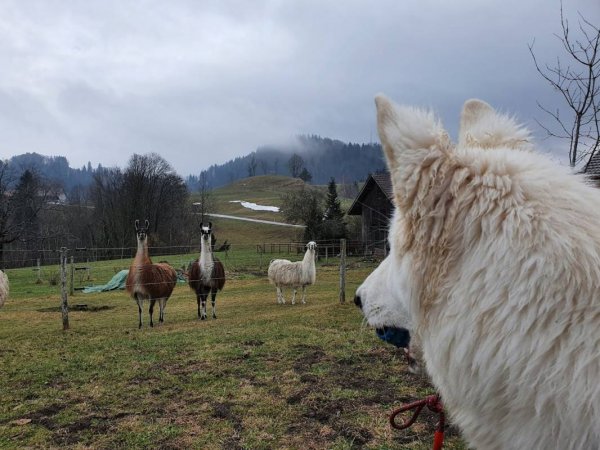 Übernachtungsparkplatz Gfell