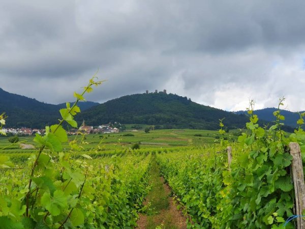 Domaine Antoine Stoffel — Foto 2