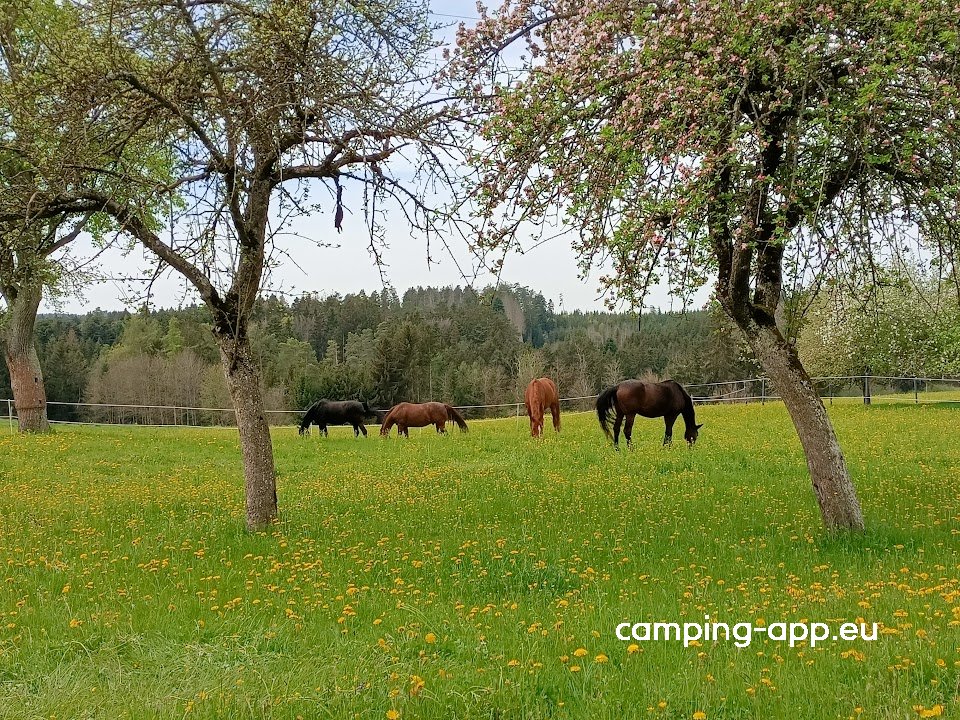 Stellplatz an der Pferdeweide — Foto 2