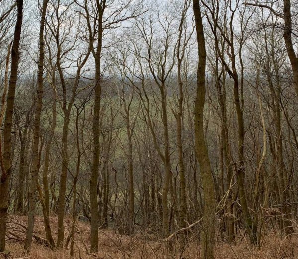 Hohenkamp Camping — Photo 3