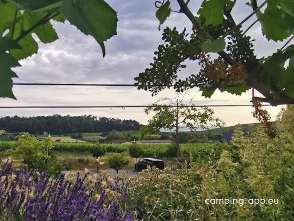 Stellplatz Vogtsburg im Kaiserstuhl — Foto 2