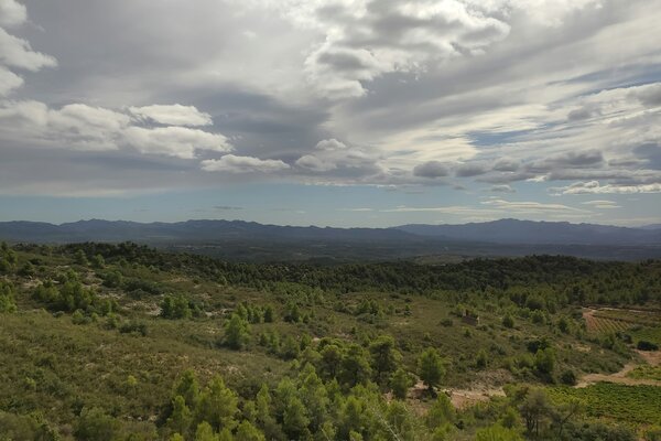 SENDERISMO TERAPIA FORESTAL