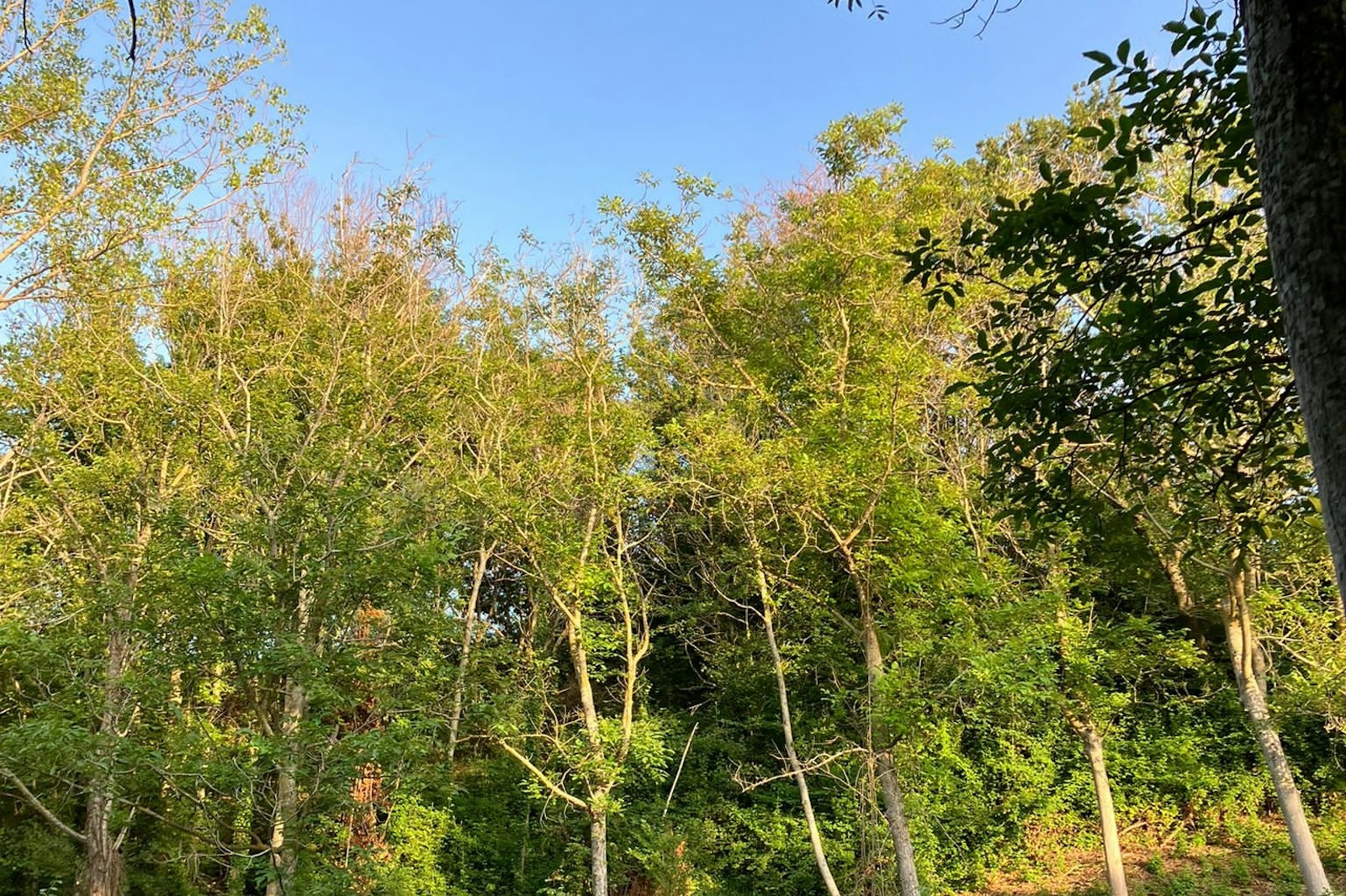 Mariposa — On private ground in Castignano