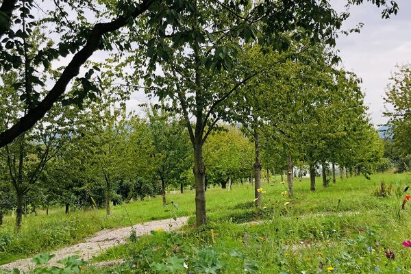 Camping unter Kirschbäumen