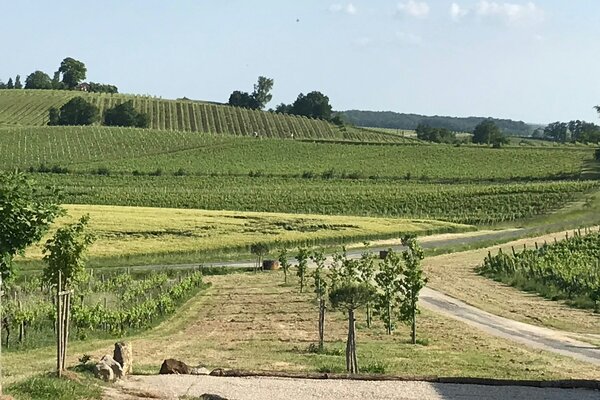 Vignobles Falgueyret Leglise