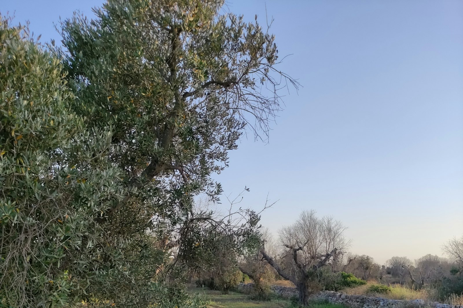 Uliveto alizza — På privateiendom in Lecce