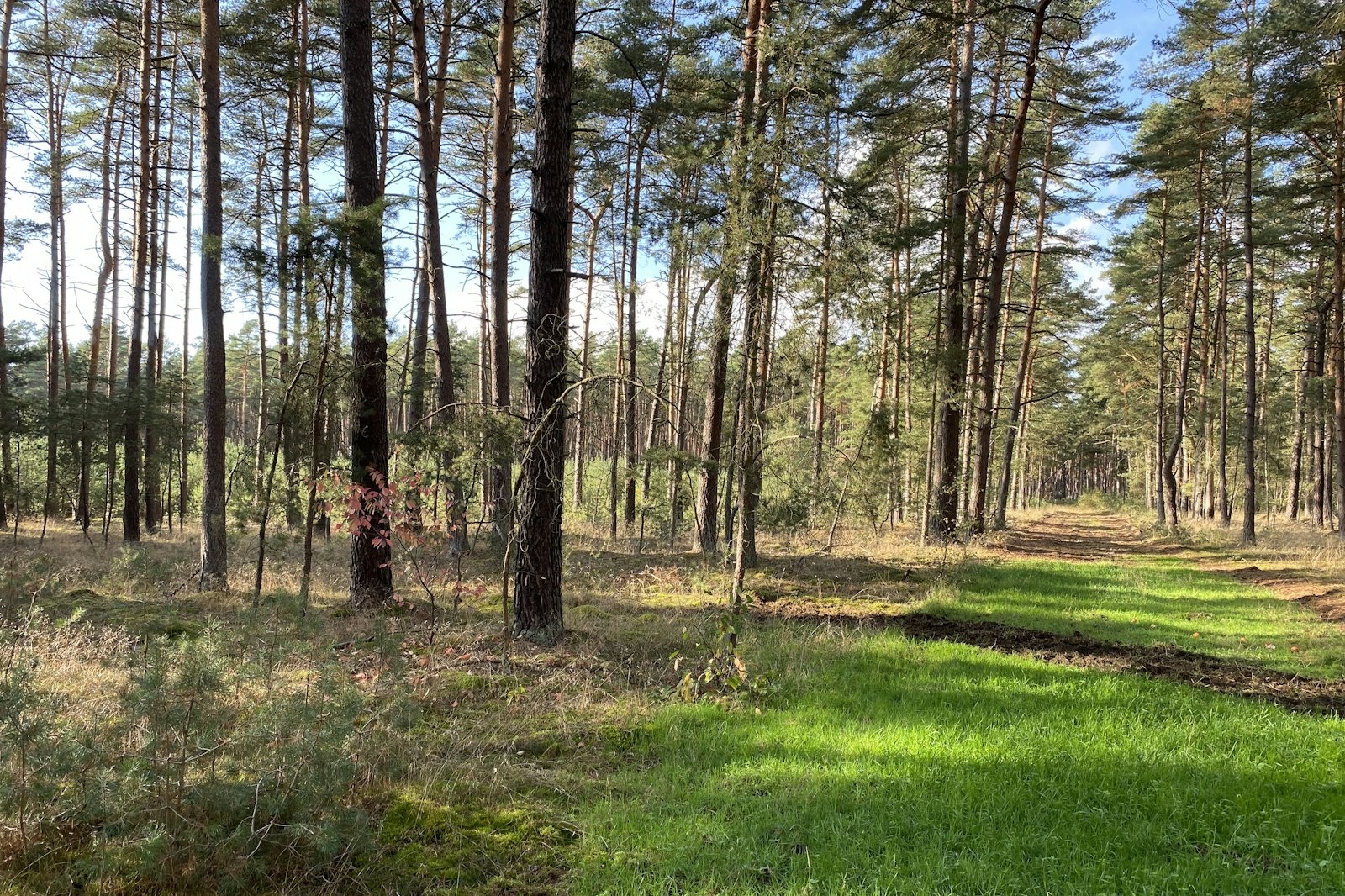 Mehrere Möglichkeiten am Grünen Band — Privatgrundstück in Diesdorf