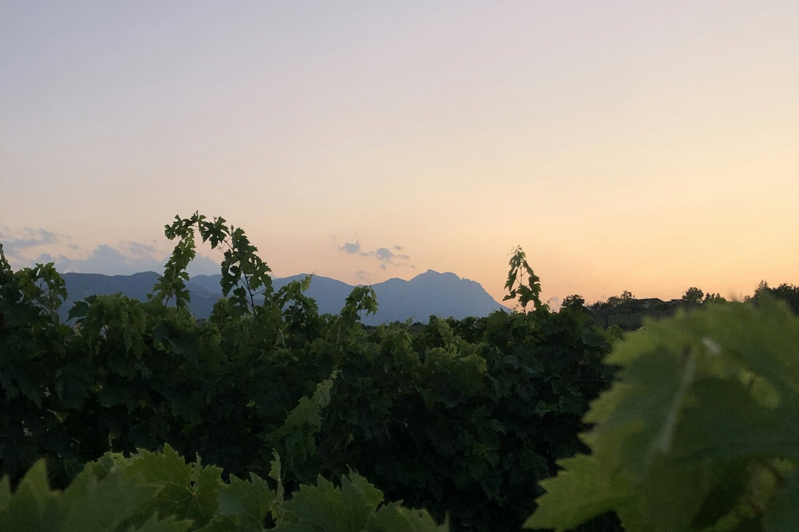 AgriPark - Relax tra olivi secolari e vigneti — On private ground in Loreto Aprutino