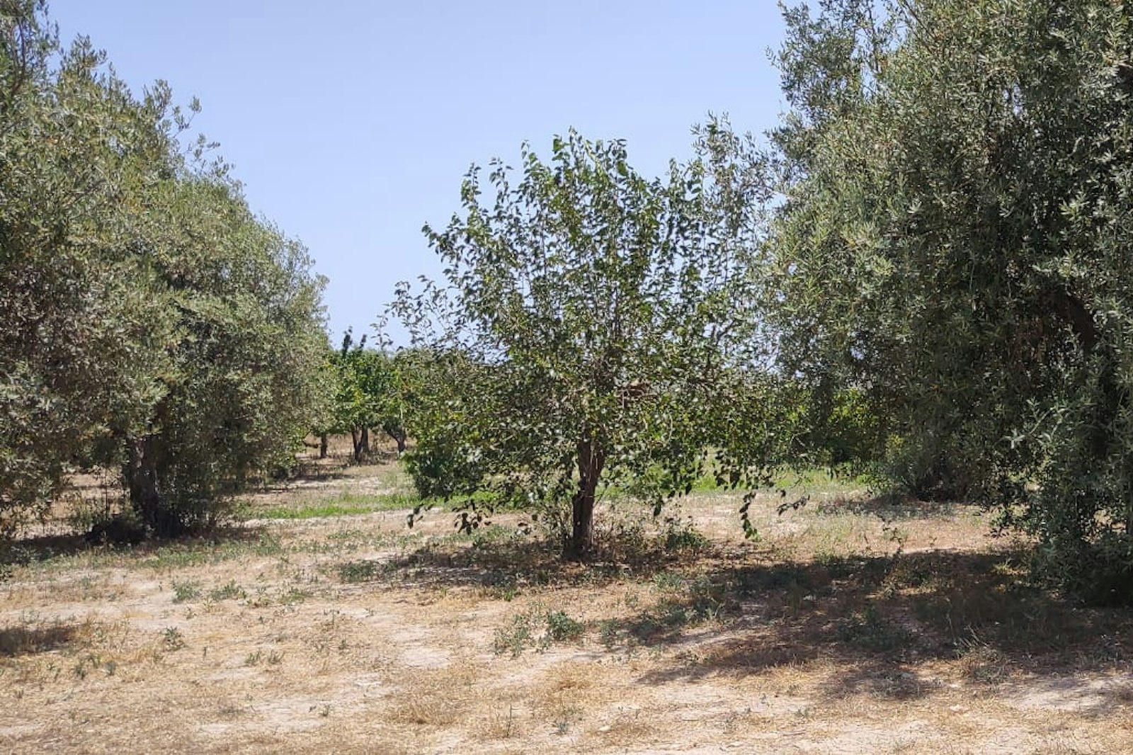 Tra gli ulivi - Among the olive trees — On private ground in Ispica