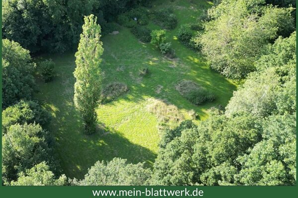 Wilde Wiese unter alten Bäumen