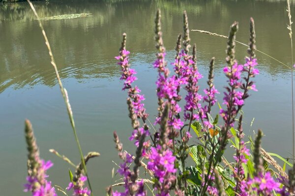 Die Magie am See