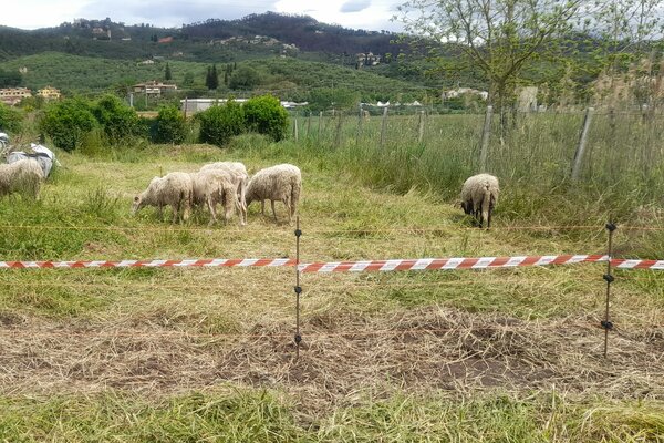 prato con recinto animali