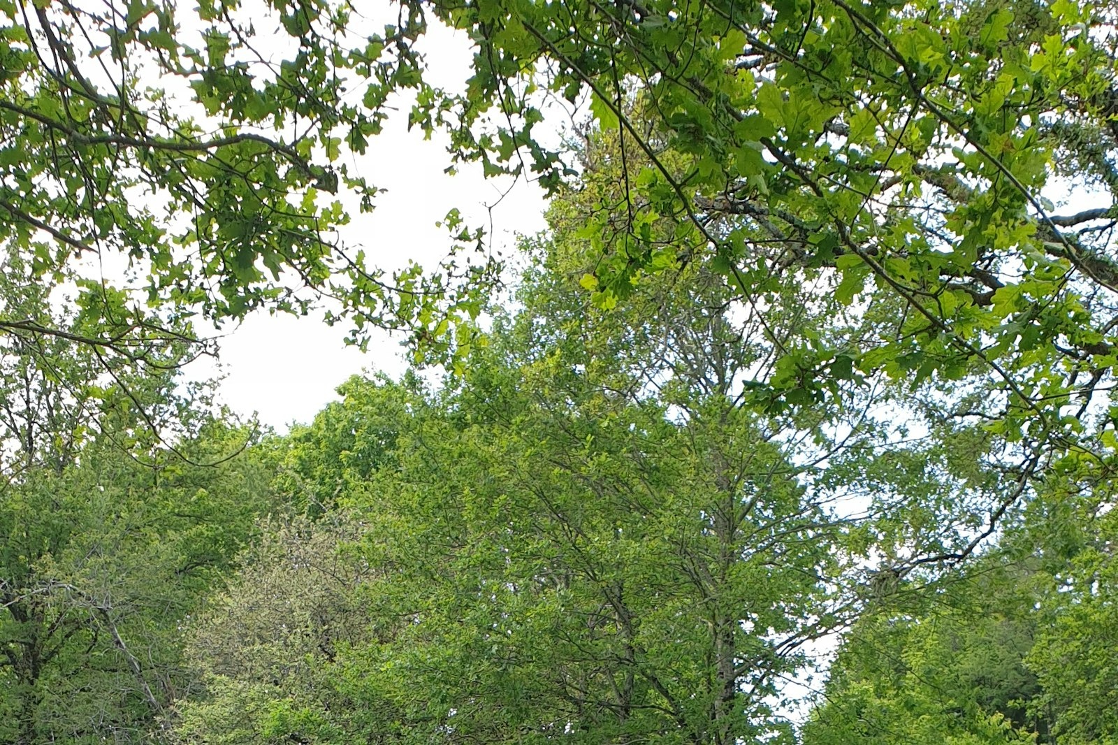 La Dame des bois — On private ground in Saint-Laurent-sur-Gorre