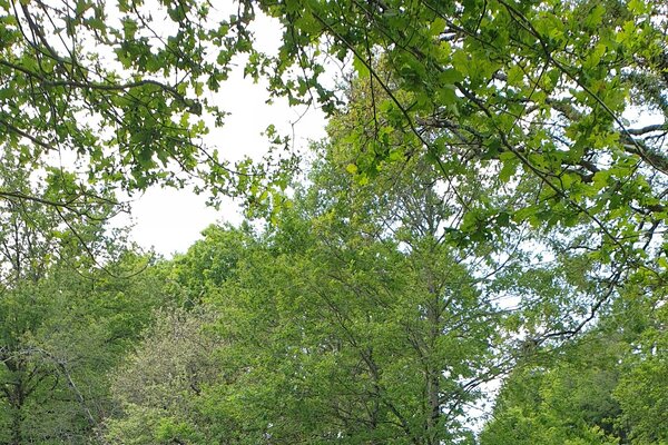 La Dame des bois