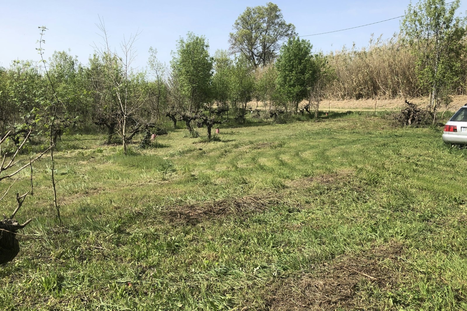 Vigne du Tenilié — On private ground in Béziers