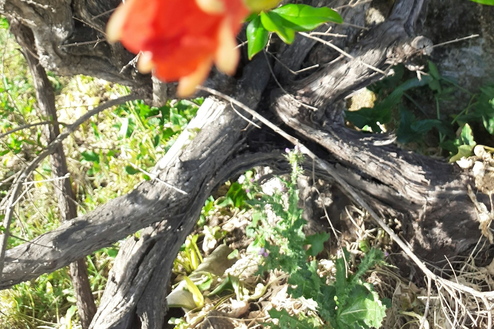 La Pipa - Extremadura  - Spanien — On private ground in Valencia de Alcántara