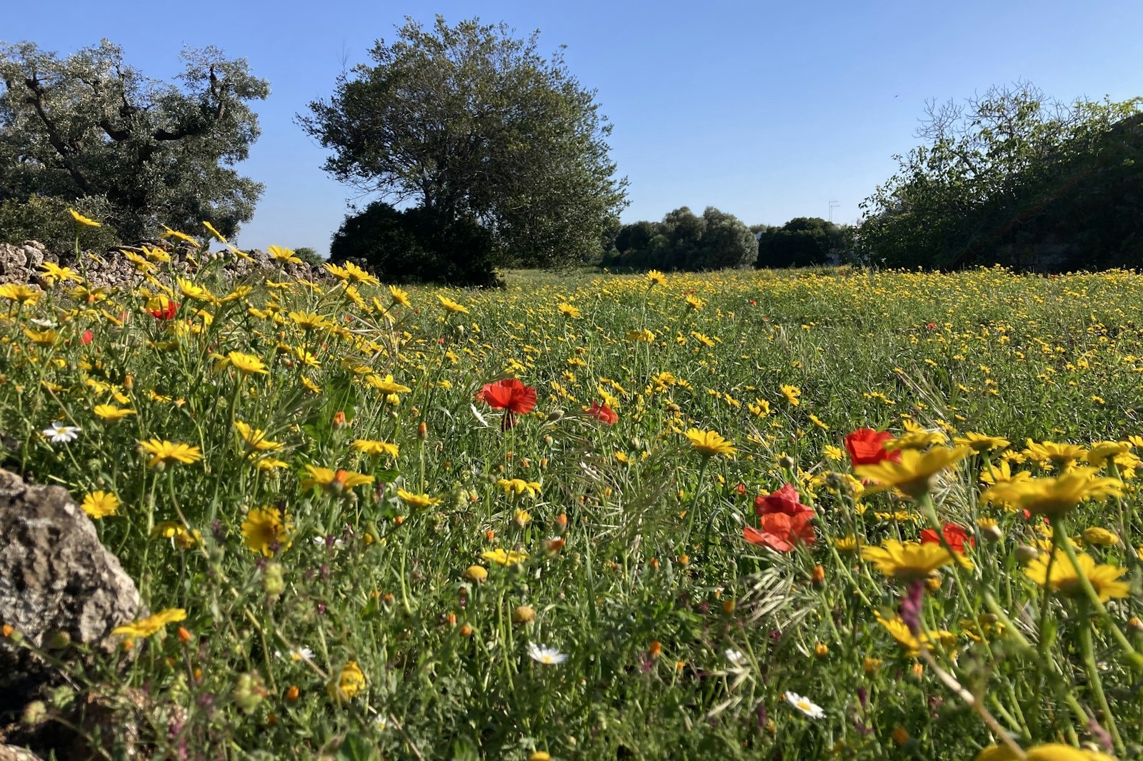 Ostuni & Mare — Privat grund in Ostuni