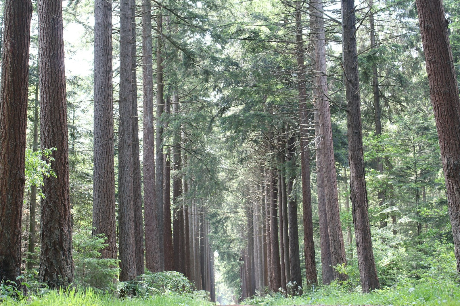 An der alten Krongutsallee — On private ground in Braunschweig