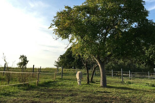 Wiese am Naturpark Schlaubetal