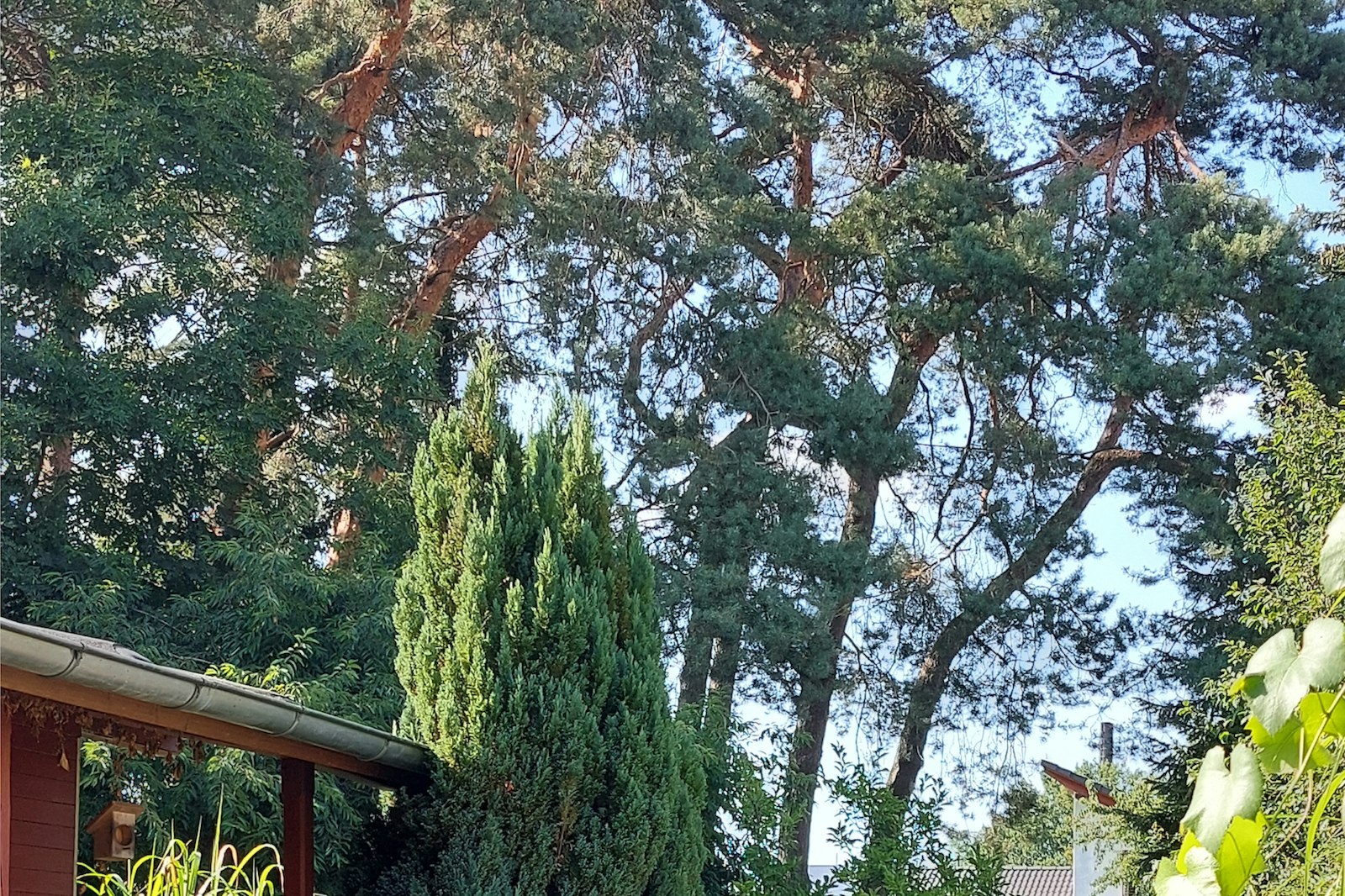 Wiese hinterm Haus Friede — On private ground in Schlangen