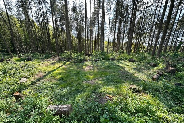 Waldbaden pur