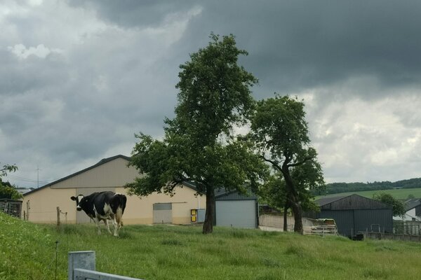 Schattiges Plätzchen unter einer Eiche
