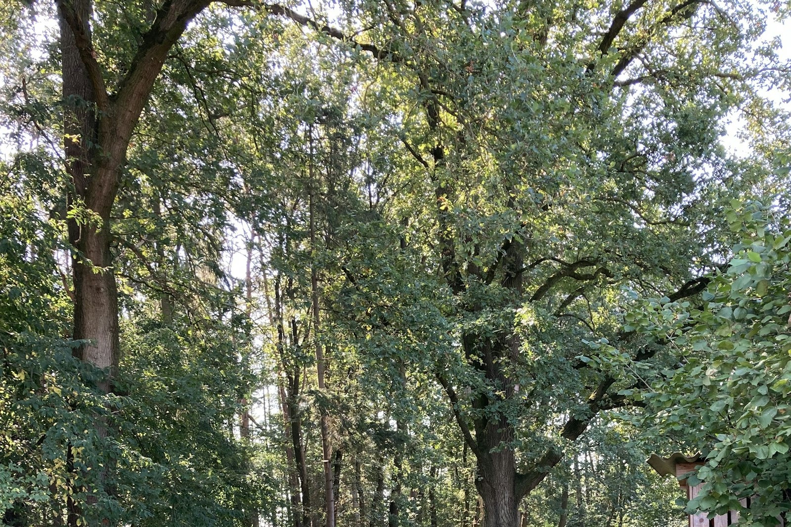 Wiese am Waldrand — On private ground in Lähden