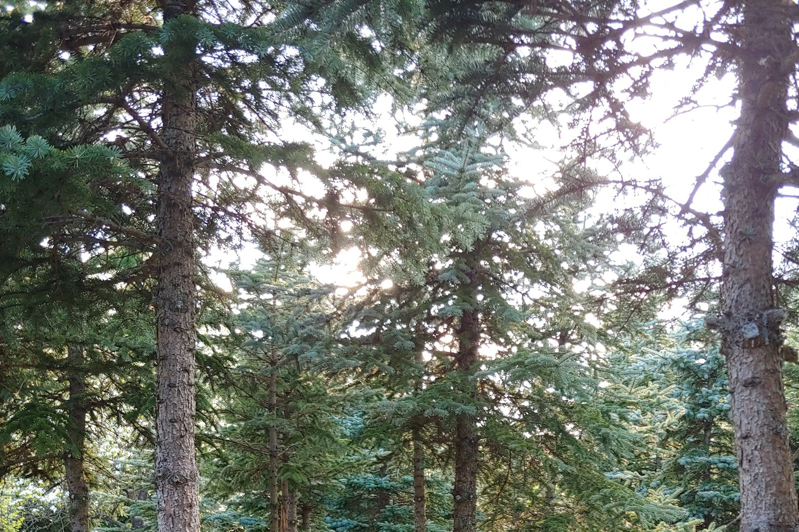 ÖkoPark im NaturWald — On private ground in Őrtilos