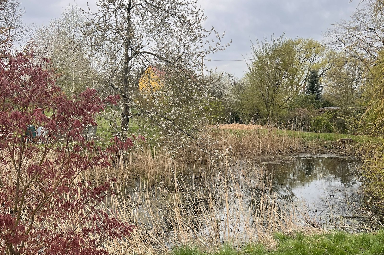 Wiese auf dem Grundstück und auf Pachtfläche — Privatgrundstück in Erlau