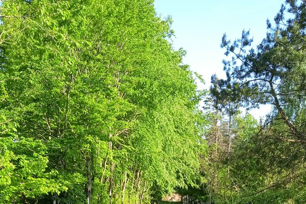Camping am Waldrand auf Weide