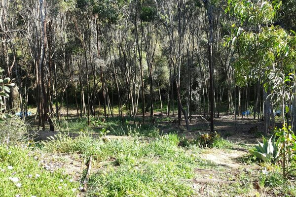 5km vom Meer entfernt unter Eukalyptus Bäumen
