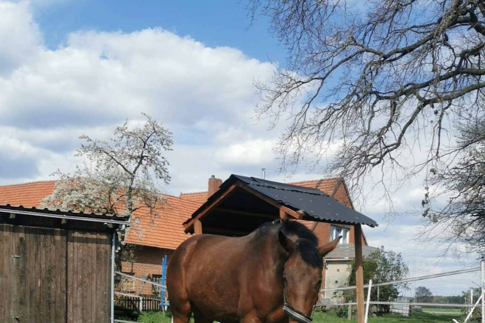 Stellplatz (mit eigenem Pferd) auf dem Resthof bei Pferden — På privateiendom in Steyerberg
