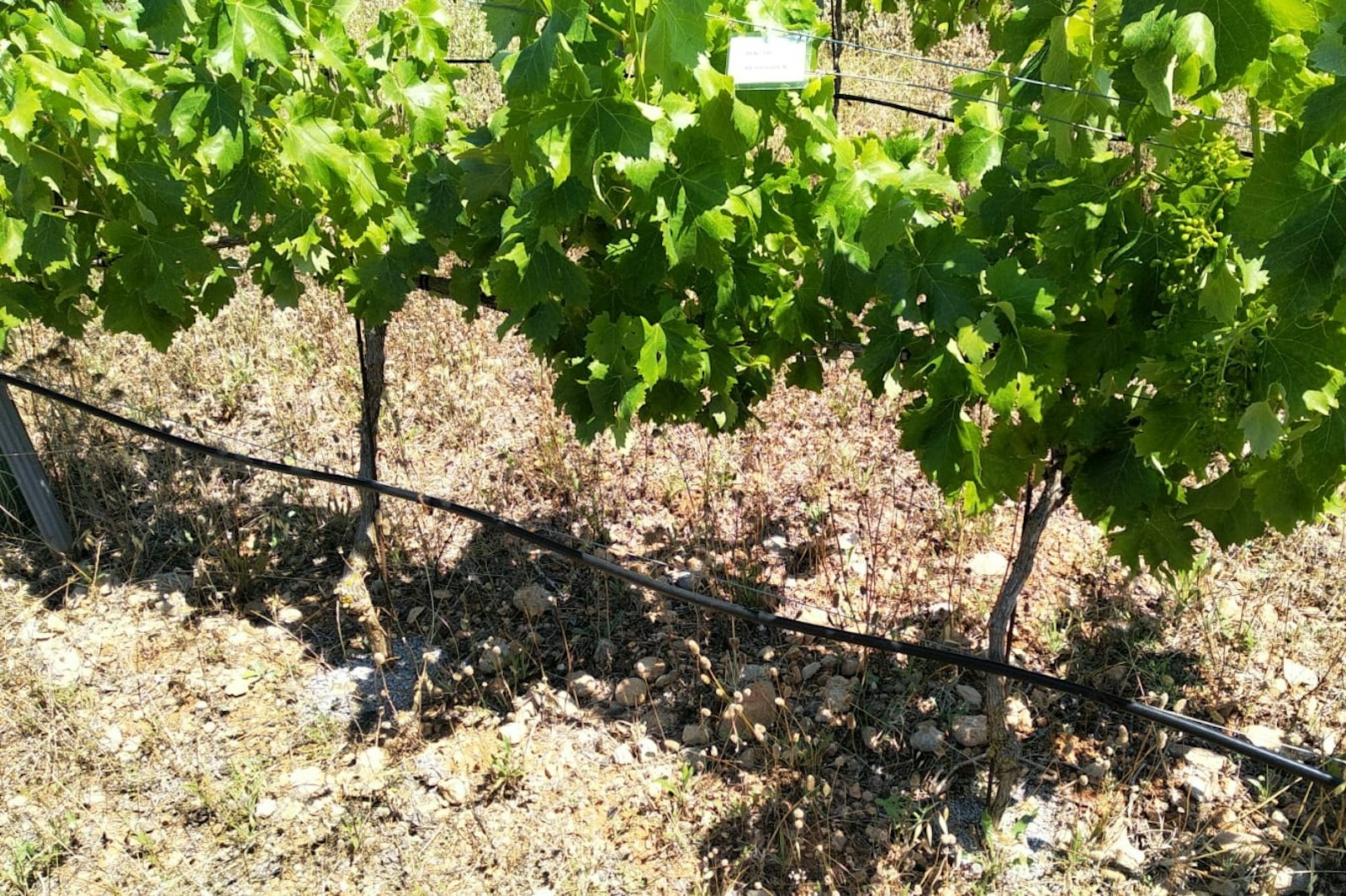 Finca Sa Vinya, Mallorca — On private ground in Búger