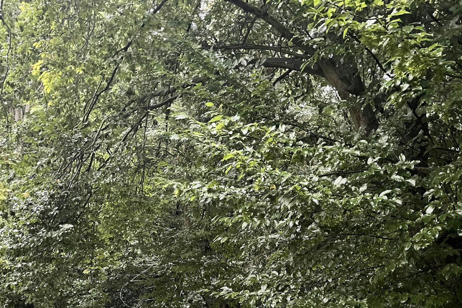 Kleiner Stellplatz im Wald — On private ground in Kaiserpfalz