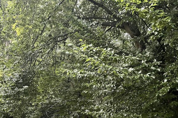 Kleiner Stellplatz im Wald