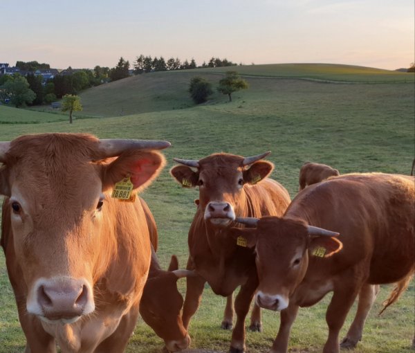 Stellplatz am Bürgerhaus zum Uessbachtal Lutzerath
