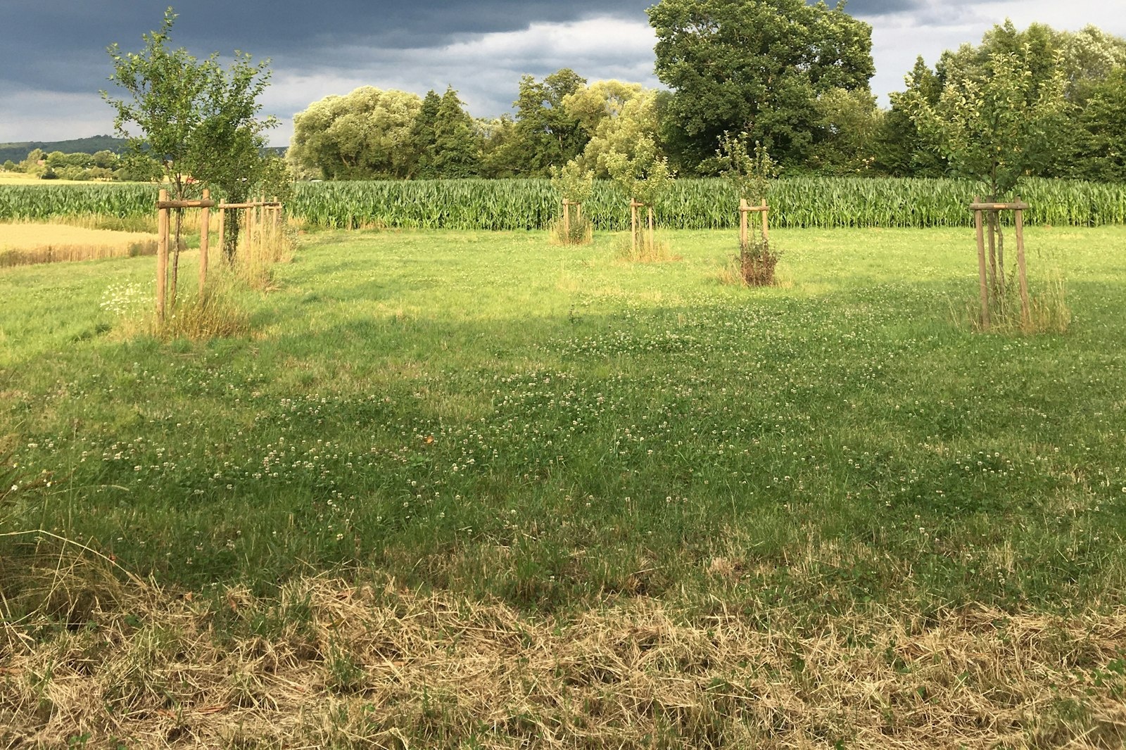 Platz an der Alpakawiese — On private ground in Laubach