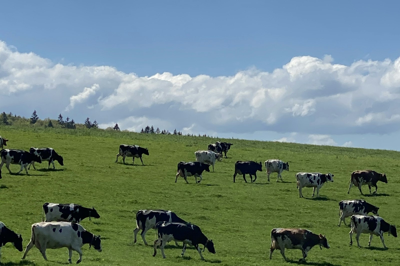 Stellplatz Front Cow — Özel arazide in Herscheid