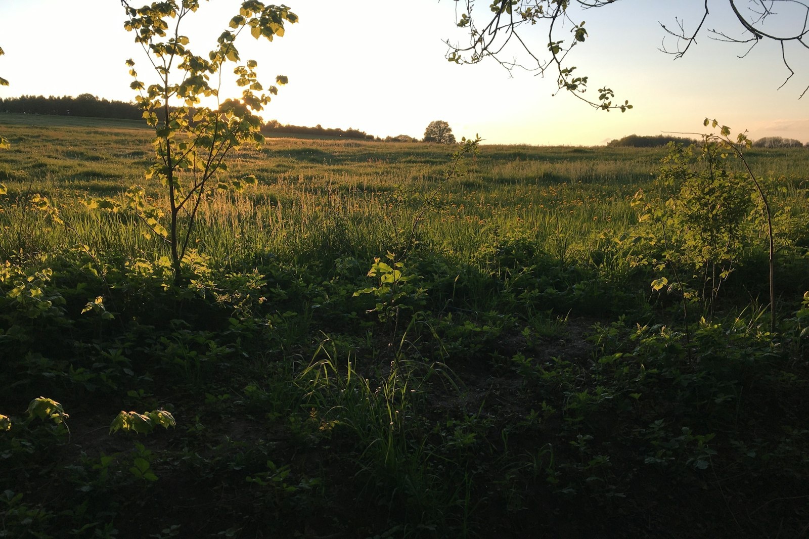 Wiese in 30 Seelen Dorf inmitten der Königshainer Berge — On private ground in Reichenbach