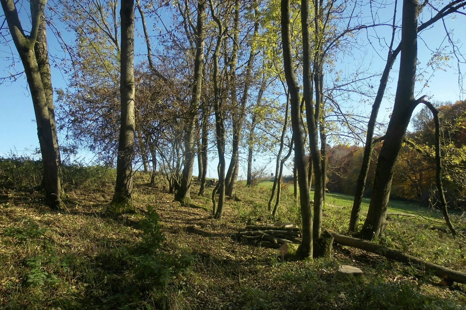 Waldrauschen - allein mit Reh + Kitz - flexibel + unabhängig — On private ground in Büren