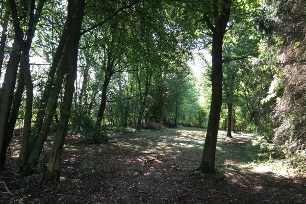 Waldallee mit Wiese
