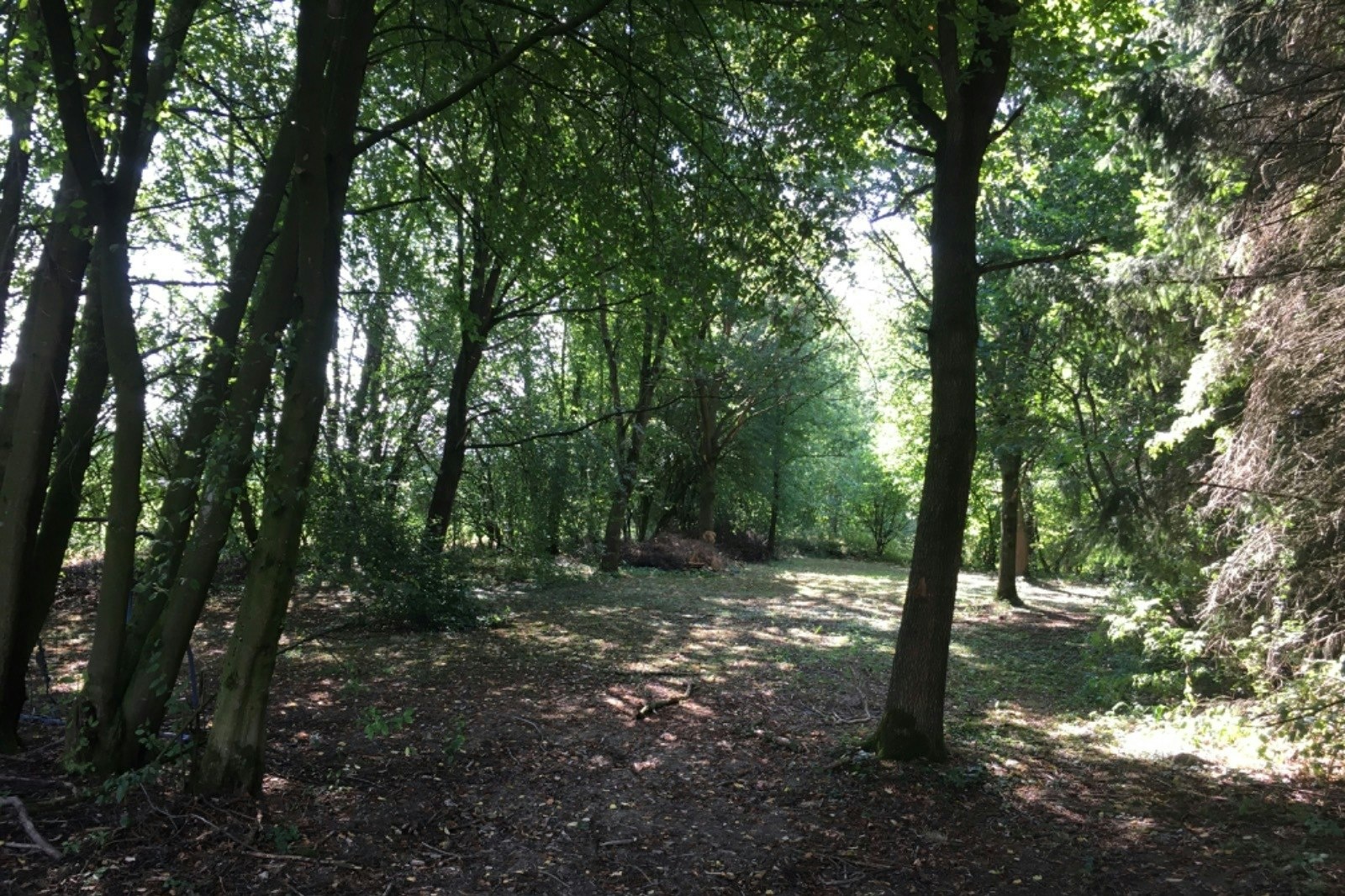 Waldallee mit Wiese — På privateiendom in Eslohe (Sauerland)
