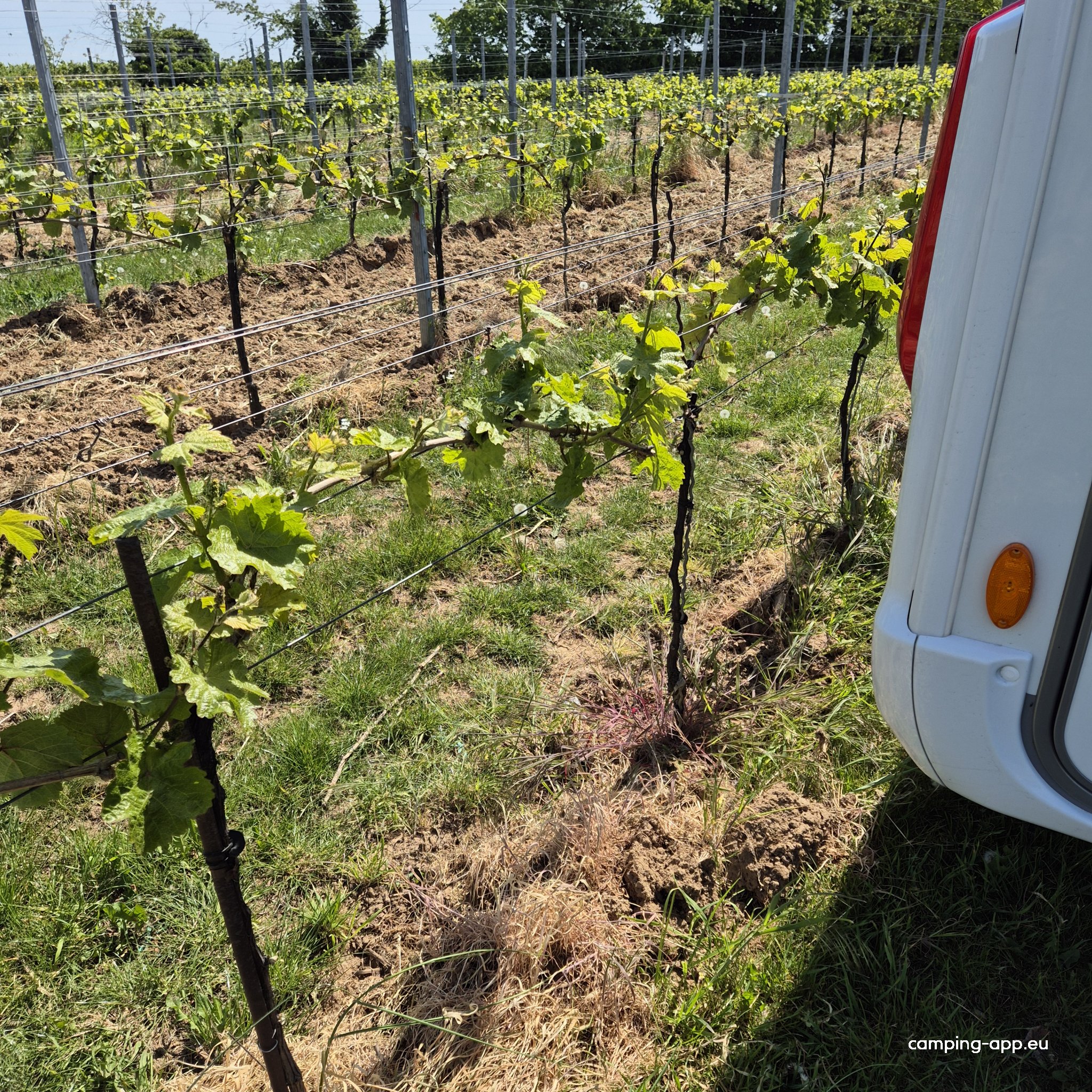 Weingut Bernhard Koch — Photo 2