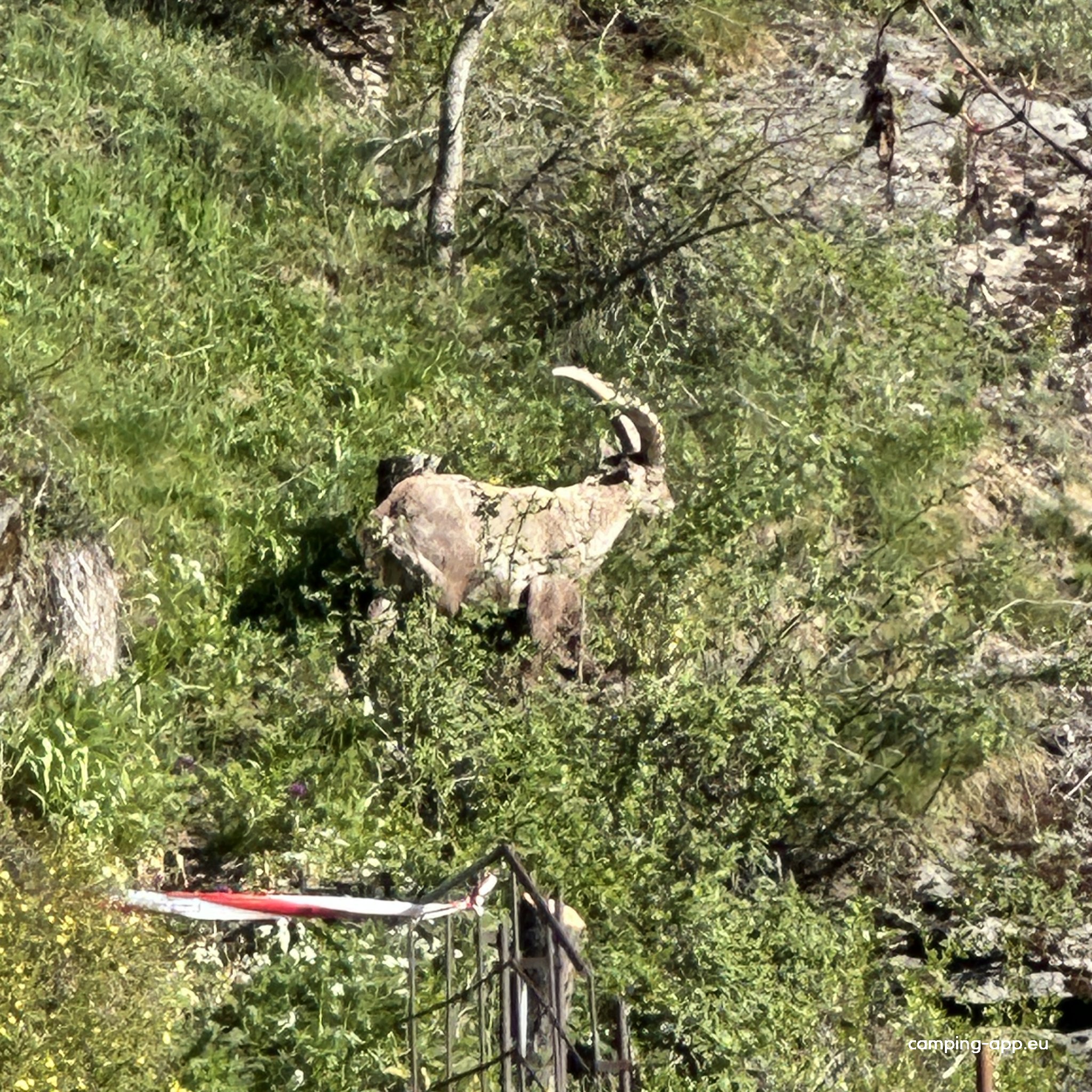 Berg- und Naturcamping Grächbiel — Photo 3