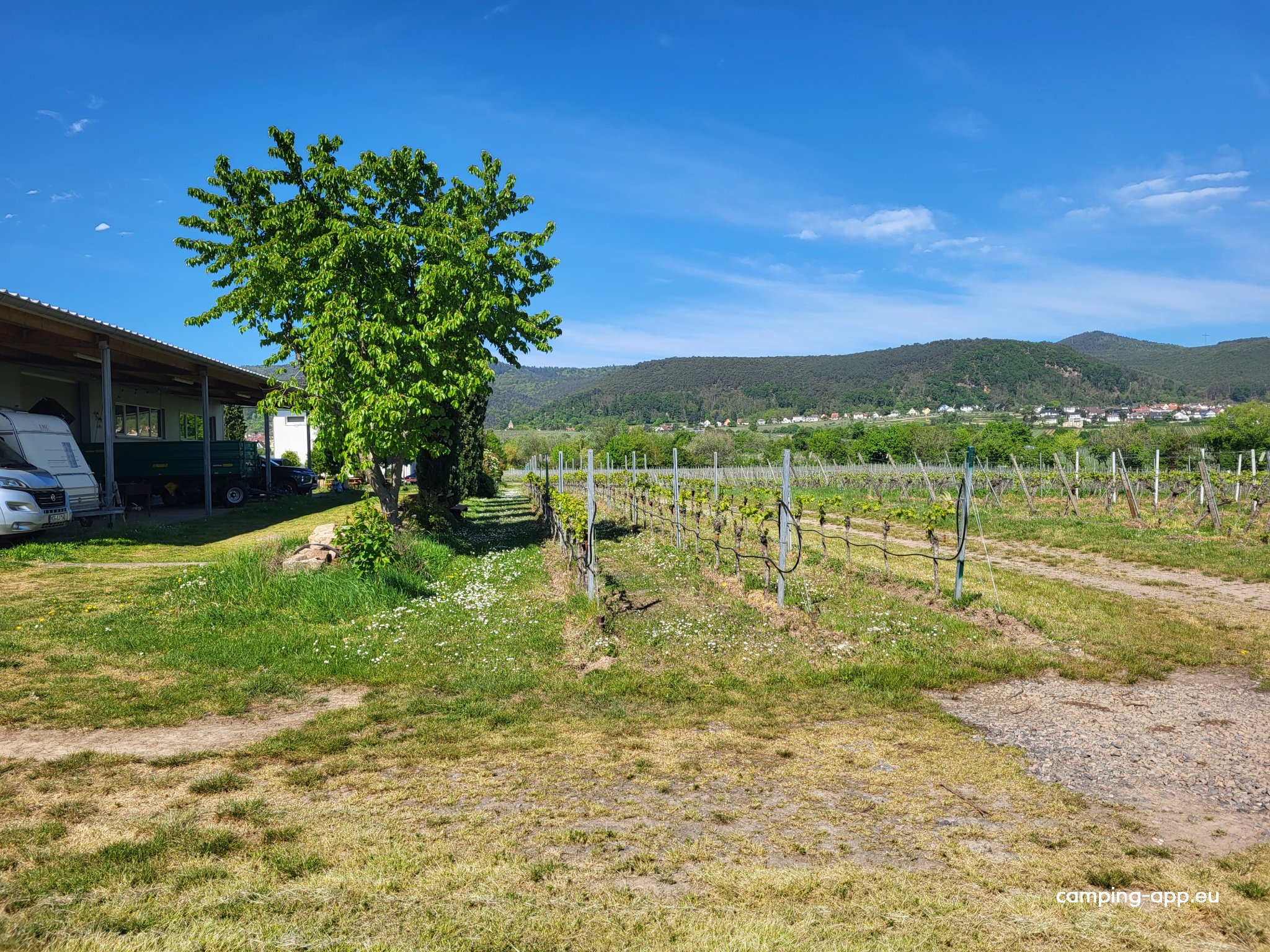 Stellplatz Rebenhof Kappner — Winery in Neustadt an der Weinstraße