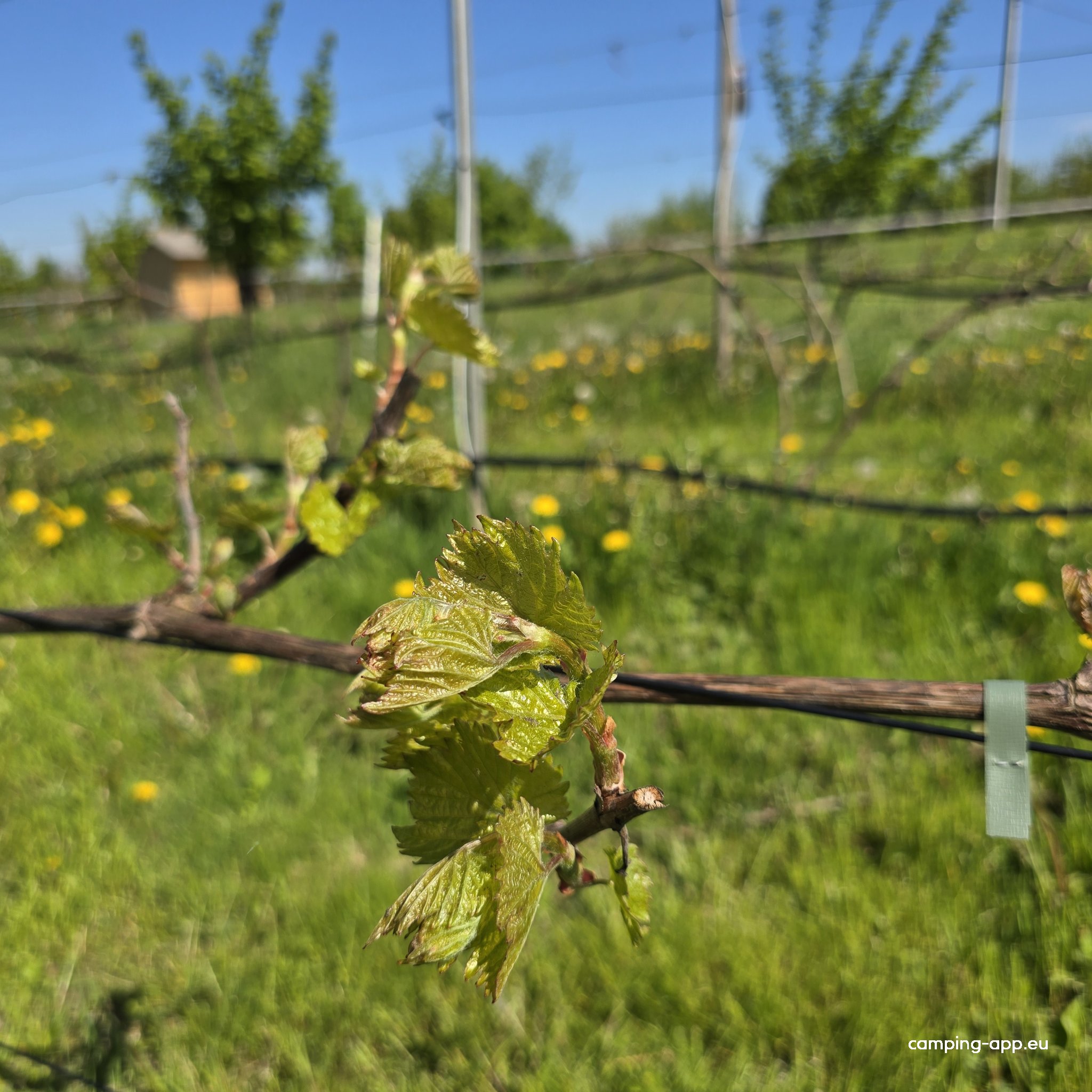 Dvilys vineyard and garden — Photo 4