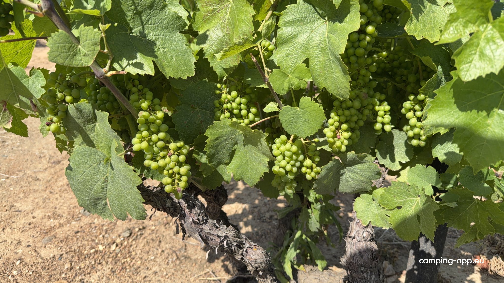 Domaine Matray — Foto 3